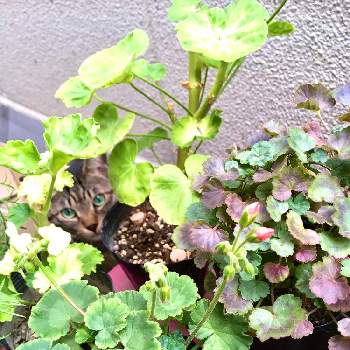 古典ゼラニウム 黒雲龍の投稿画像一覧 Greensnap グリーンスナップ