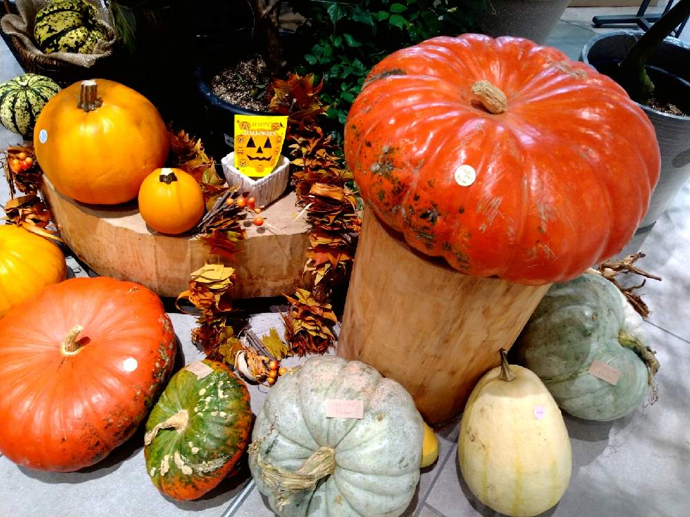 かぼちゃの投稿画像 By Choppyさん ハロウィン カボチャとおもちゃかぼちゃ 月10月3日 Greensnap グリーンスナップ