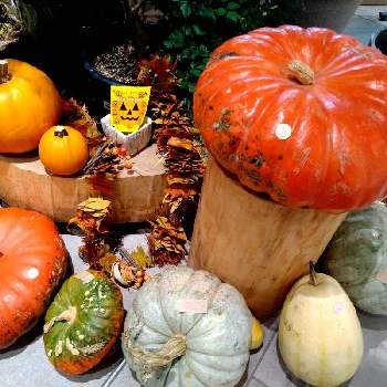おもちゃかぼちゃの画像 by choppyさん | お出かけ先とかぼちゃとハロウィン カボチャとおもちゃかぼちゃ