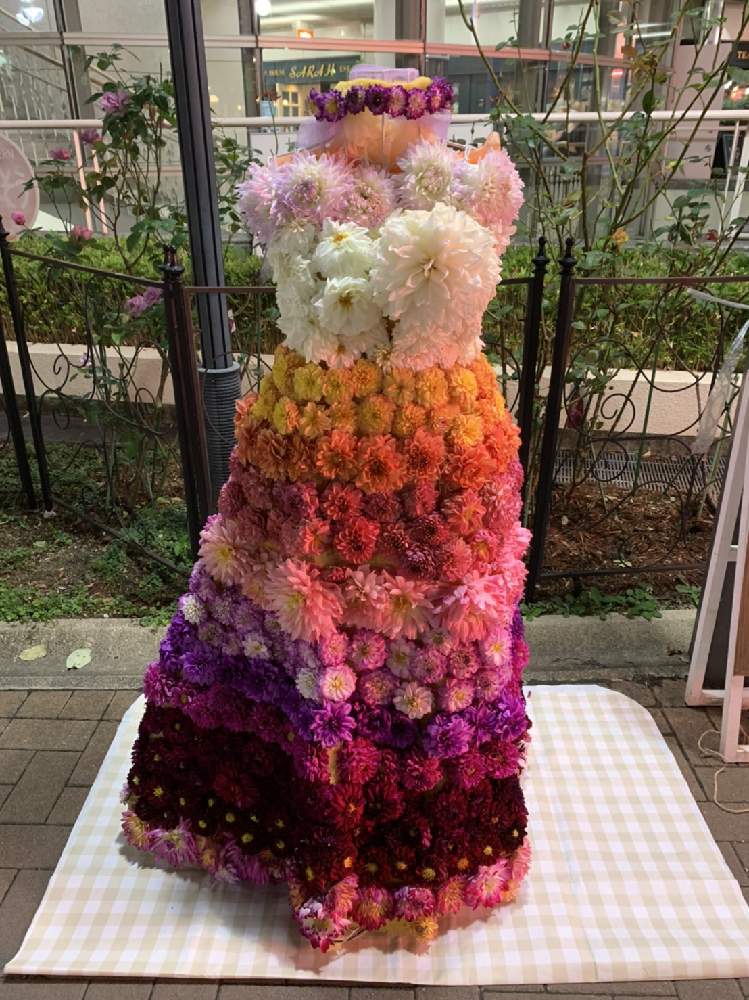 宝塚市特産の投稿画像 By 自然農法バラ栽培 Natural Farming Rose Cultivationさん 宝塚市と花のある暮らしと宝塚特産上佐曽利のダリアとダリア 月10月3日 Greensnap グリーンスナップ