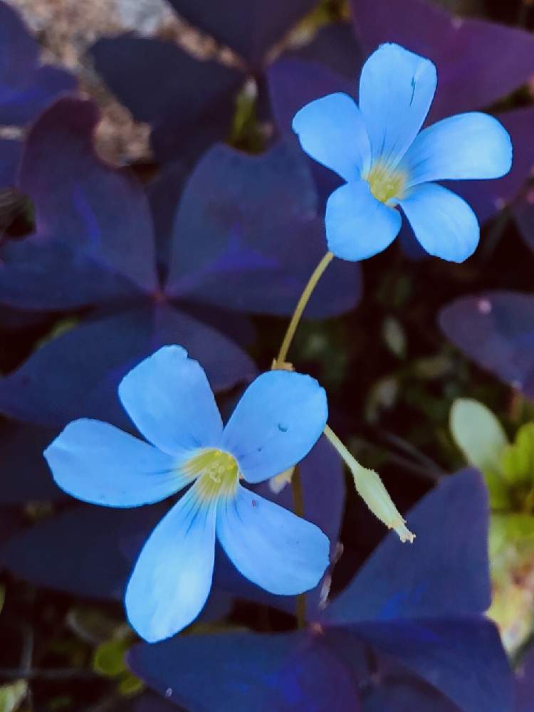 オキザリスの投稿画像 By 午後の庭さん 水色の花とおうち園芸と山野草大好き協会とおうちを彩る花と心和むひと時を とオキザリス トリアングラリスとガーデニングと花のある暮らしとキレイな葉っぱとエントランスガーデン 月10月3日 Greensnap グリーンスナップ