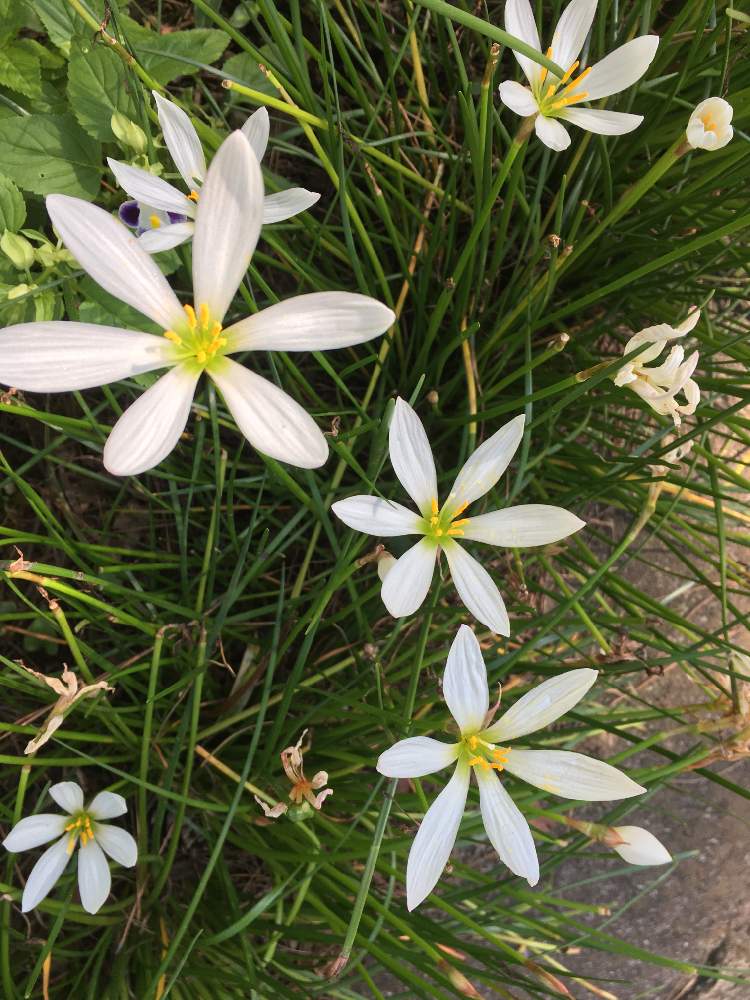 タマスダレの投稿画像 By 鎌倉小僧さん 月10月3日 Greensnap グリーンスナップ