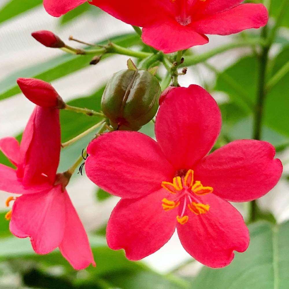 赤い花の投稿画像 By まりももさん 堤琴桜と赤い花 月10月3日 Greensnap グリーンスナップ Greensnap グリーンスナップ