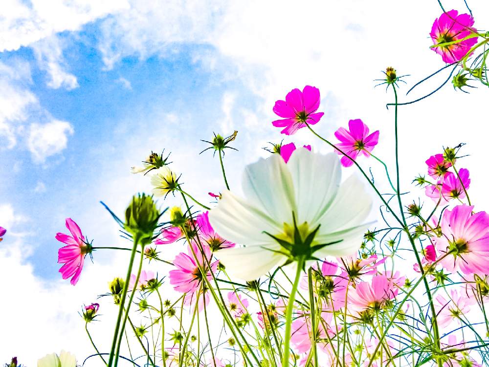 コスモスの投稿画像 By ヒカリさん 空と花と癒しと風景写真ときれいと散歩と近所と秋コスモスとスマホで撮影 月10月3日 Greensnap グリーンスナップ