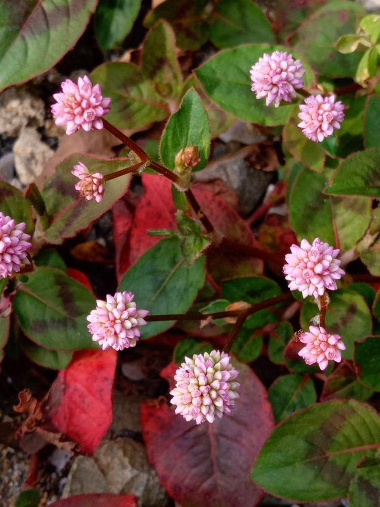 雑草扱いの投稿画像 By トッコさん 紅葉 こうよう とヒメツルソバの花とピンク色と山野草とお花大好きと道端とお出かけ先と雑草 扱いと紅葉 こうよう とヒメツルソバの花とピンク色と山野草とお花大好きと道端 月10月3日 Greensnap グリーンスナップ