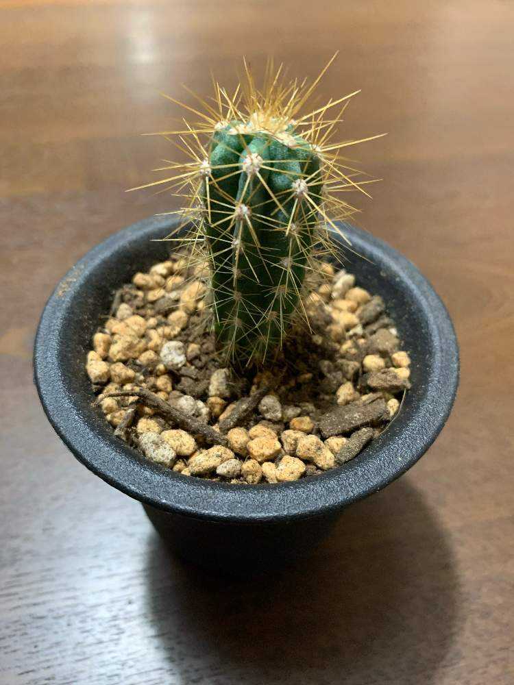 柱サボテン｜🍀GreenSnap（グリーンスナップ）