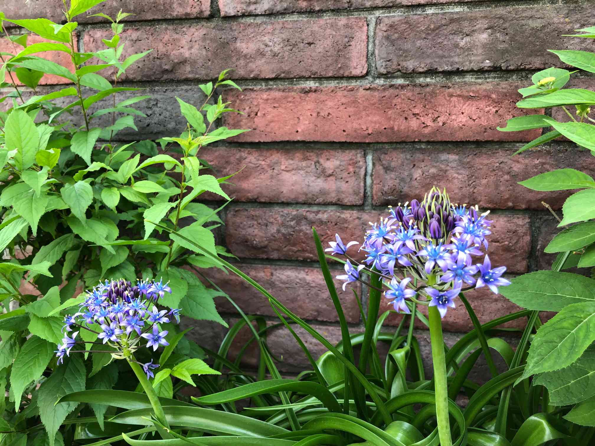 シラーペルビアナの植え替え＊4月27日完＊｜🍀GreenSnap（グリーン