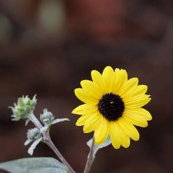 シロタエヒマワリの画像 by ナルトさん | お出かけ先とシロタエヒマワリと黄色い花とcanonとお写ん歩