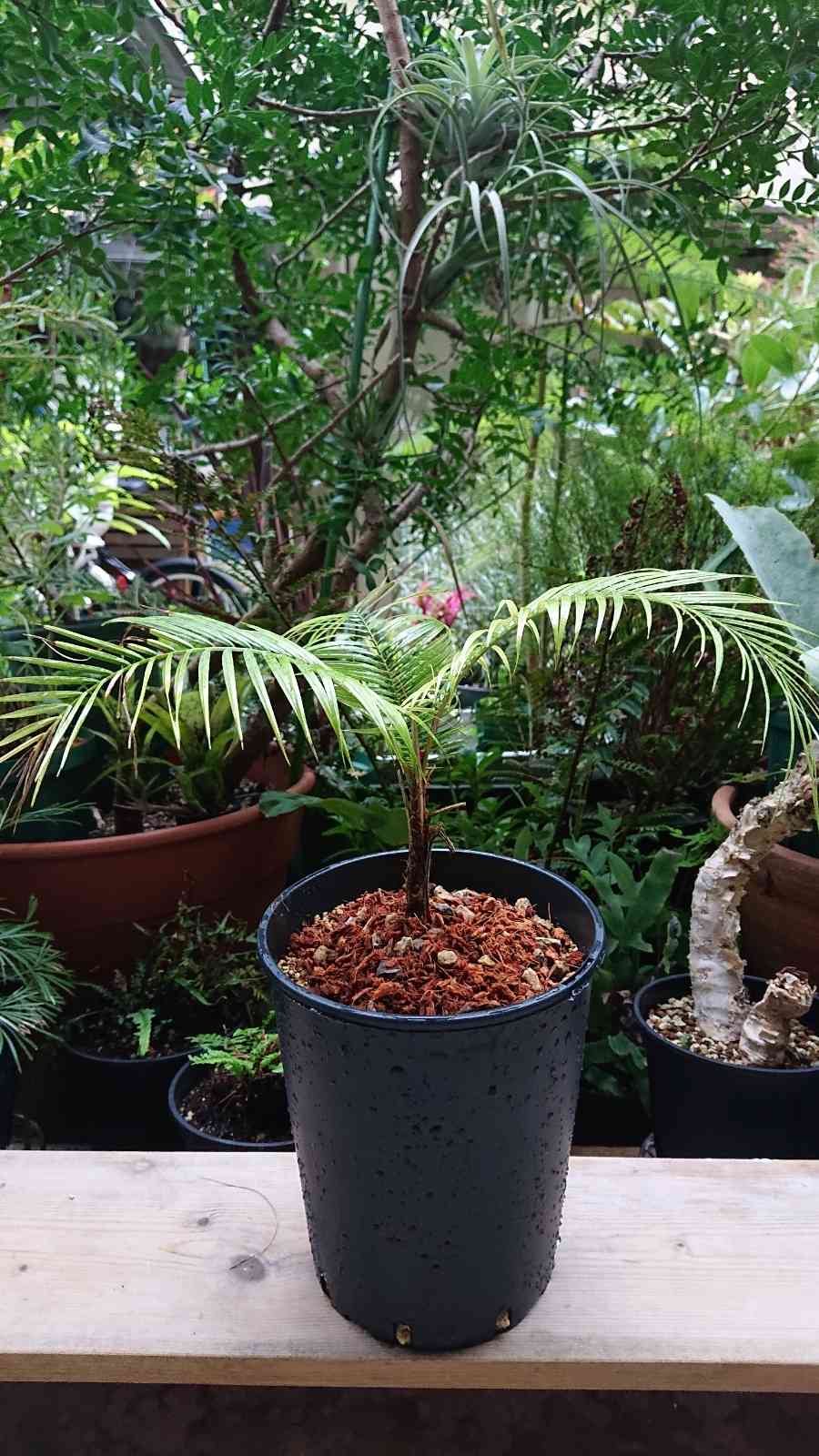 ① ヒメヤシ 【ブラジルヒメヤシ】8号大苗 株立ち 最高等級 - 植物