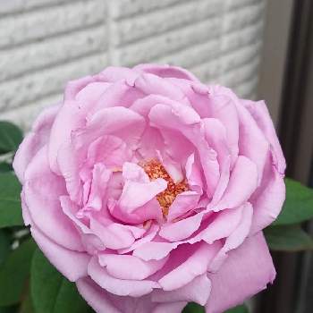 薔薇シャルル・ド・ゴールの画像 by BLANKAさん | テラスと薔薇とピンクの花と淡い色の花とおうち園芸と薔薇シャルル・ド・ゴールと花のある暮らしと紫の花