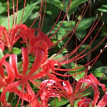 土手に咲く花の投稿画像一覧 Greensnap グリーンスナップ