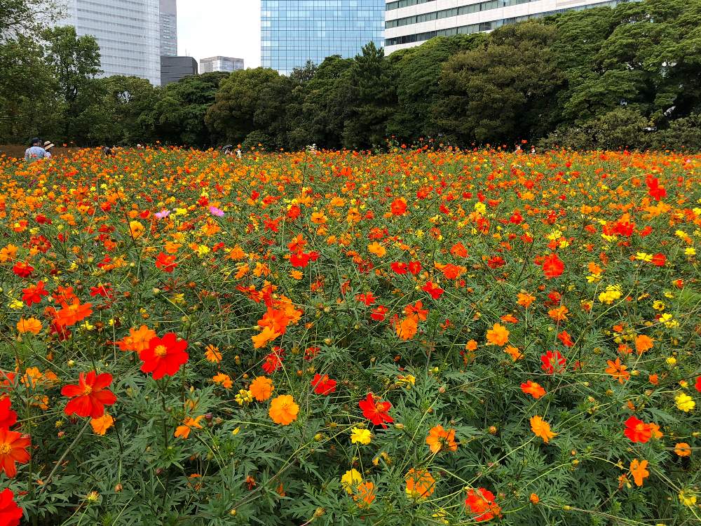 浜離宮恩賜庭園 Greensnap グリーンスナップ