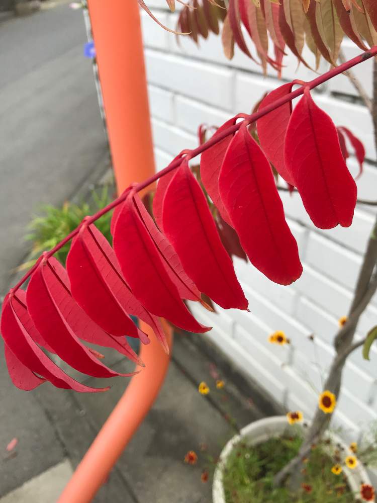 ハゼノキの投稿画像 By Tsutoponさん ハゼと花のある暮らしと早朝散歩 月10月4日 Greensnap グリーンスナップ