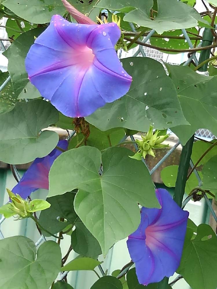 花で癒されの投稿画像 By Yしのぶさん 遊歩道脇と琉球朝顔 と花のある暮らしと紫の花 月10月4日 Greensnap グリーンスナップ