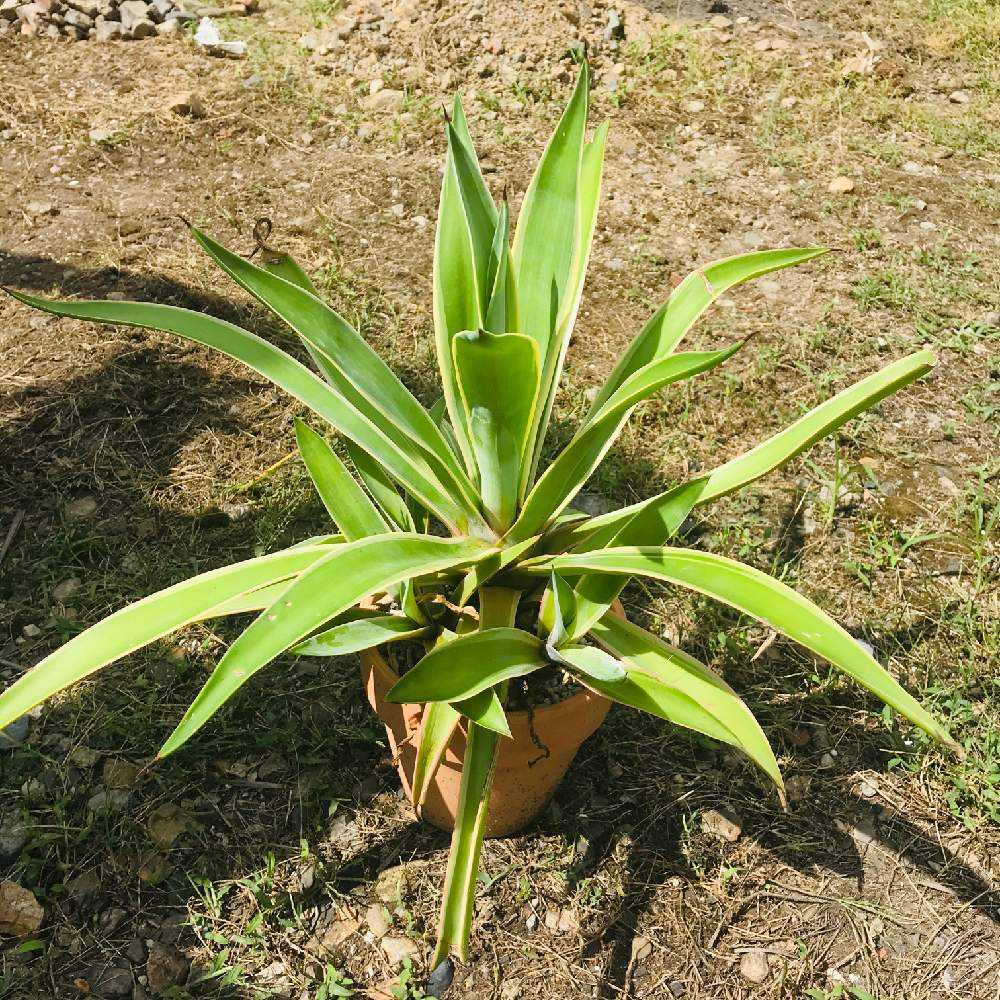 アガベ沼っちの初アガベ地植え(*_∇_)｜🍀GreenSnap（グリーンスナップ）
