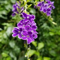 デュランタ,植物園,花壇,スマホ撮影,紫色の花の画像
