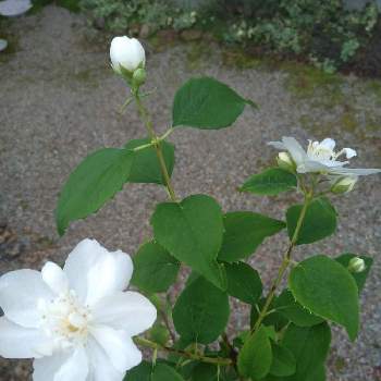 バイカウツギ 梅花空木 の育て方 植え付けの時期や水やりの頻度は Greensnap グリーンスナップ