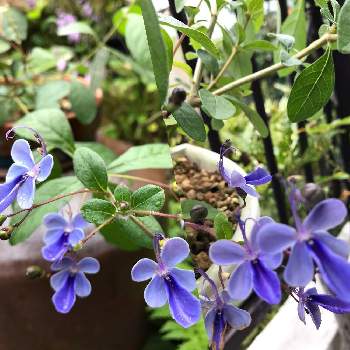 クレロデンドロム ブルーウイングの投稿画像一覧 Greensnap グリーンスナップ