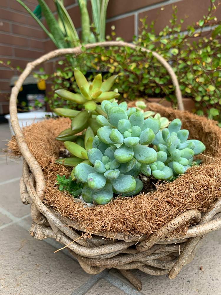 玉つづりの投稿画像 By カラミンサさん 銘月 と多肉植物と多肉ちゃんとおうち園芸 月10月4日 Greensnap グリーンスナップ
