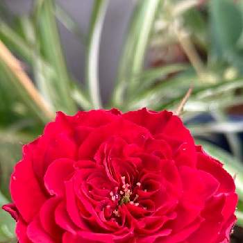 赤い薔薇❣の画像 by teru teruさん | ミニ薔薇 名前不明と赤い花❤とおうち園芸と鉢植えと赤い薔薇❣と可愛いと花のある暮らし