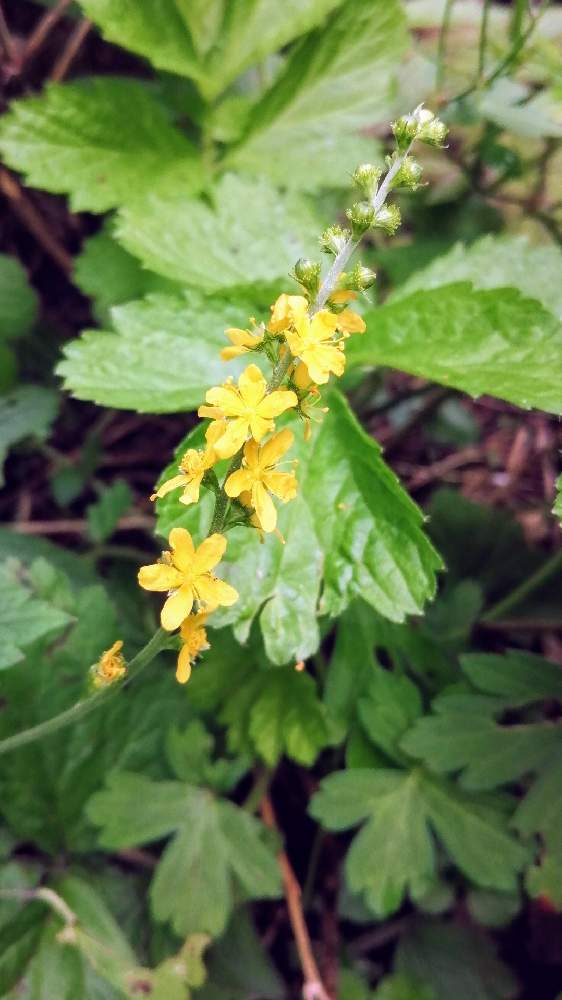 キンミズヒキの投稿画像 By たつみさん バラ科 月10月4日 Greensnap グリーンスナップ