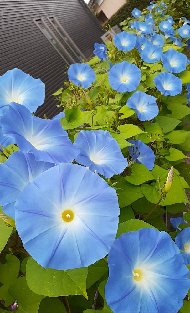 西洋朝顔 ヘブンリーブルーの投稿画像 By Amさん 秋に咲かせた花 園芸ガイド 月10月4日 Greensnap グリーンスナップ
