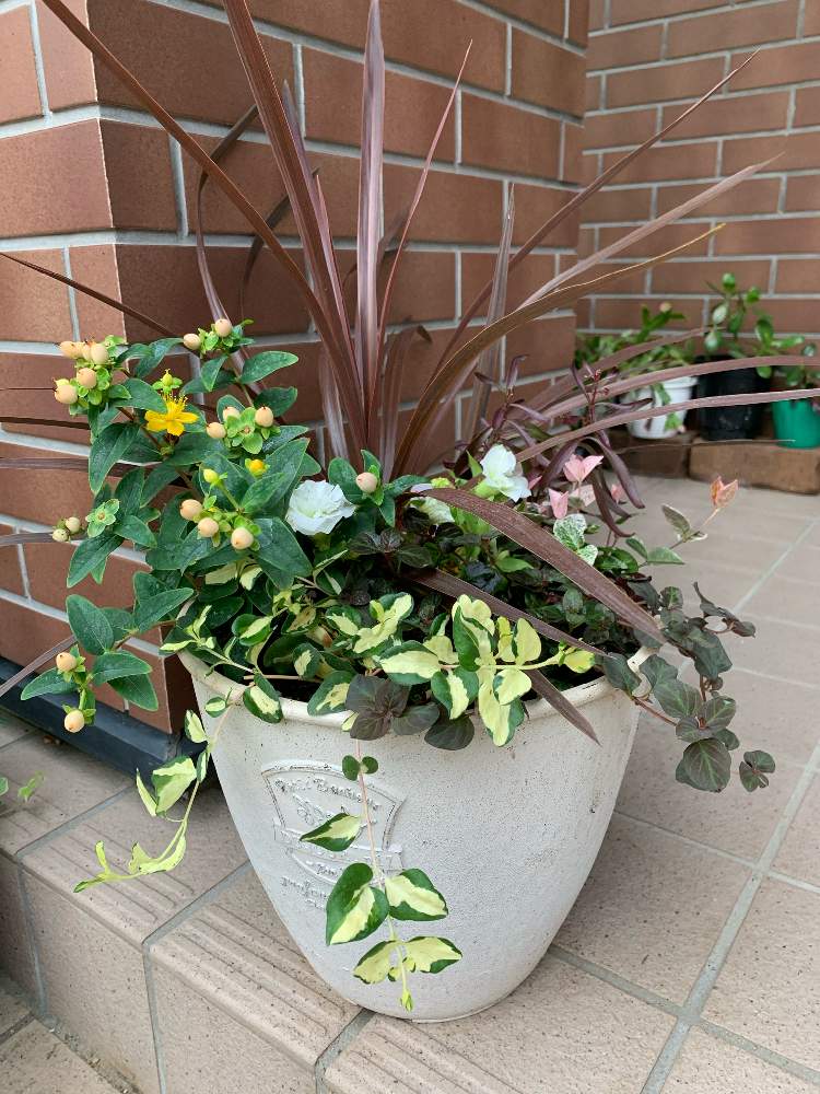 ツルニチニチソウの投稿画像 By カラミンサさん ヒペリカムとコルディリネと初雪カズラとリシマキア ミッドナイトサンとヒペリカムの実と花のある暮らし と観葉植物と初雪 カズラと寄植えと玄関とヒペリカムの実と花のある暮らし と観葉植物と初雪 カズラと寄植え