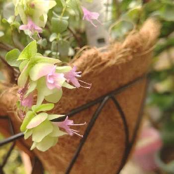 花オレガノの投稿画像一覧 Greensnap グリーンスナップ