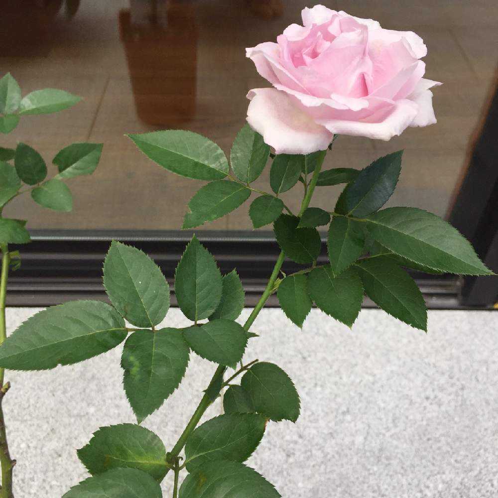 鉢植えバラたちの成長記録 Greensnap グリーンスナップ