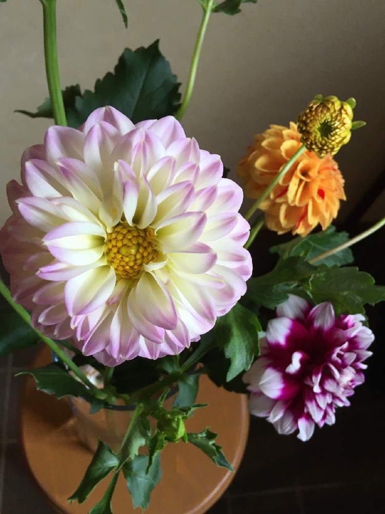 ダリアの投稿画像 By あずきさん 切り花と花瓶と花のある暮らしとおうちを彩る花 月10月4日 Greensnap グリーンスナップ