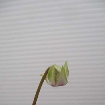 花工房たんぽぽのアルバム Greensnap グリーンスナップ