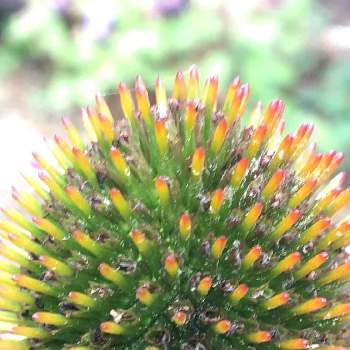 花の中心の投稿画像一覧 Greensnap グリーンスナップ