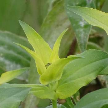 神奈川県平塚市馬入お花畑の投稿画像一覧 Greensnap グリーンスナップ