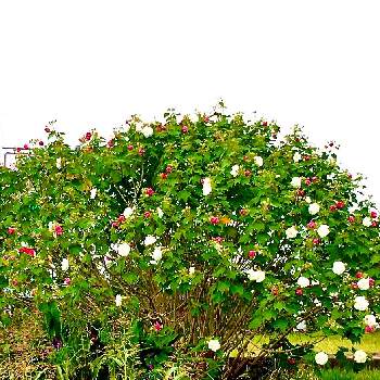 酔芙蓉 の投稿画像一覧 Greensnap グリーンスナップ