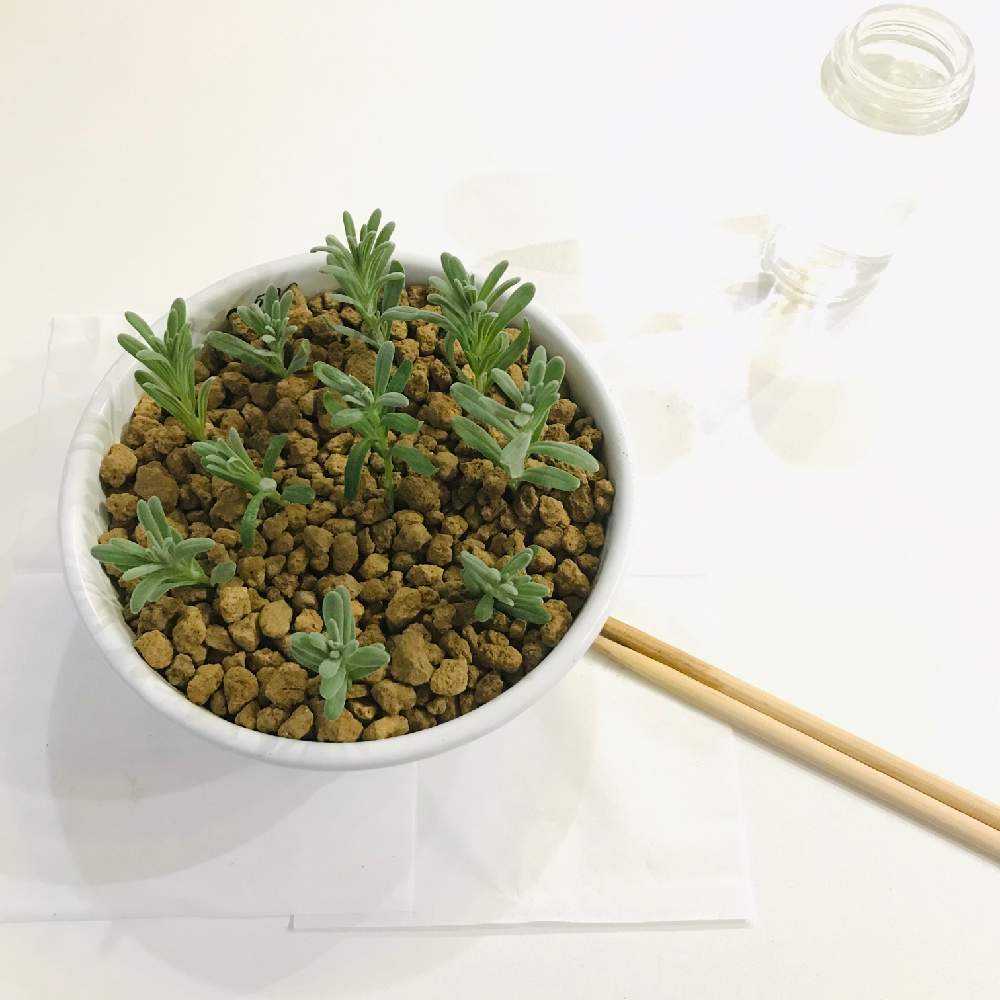 ラベンダーの挿し木🌱|🍀GreenSnap(グリーンスナップ) ラベンダーの挿し木🌱|🍀GreenSnap(グリーンスナップ)