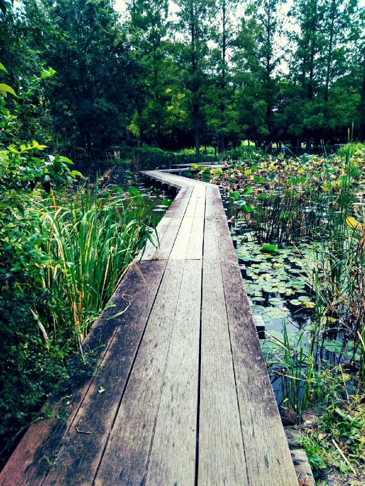 水辺の風景の投稿画像 By M Oさん 都立水元公園と水性植物園の景色と浮橋 月10月4日 Greensnap グリーンスナップ