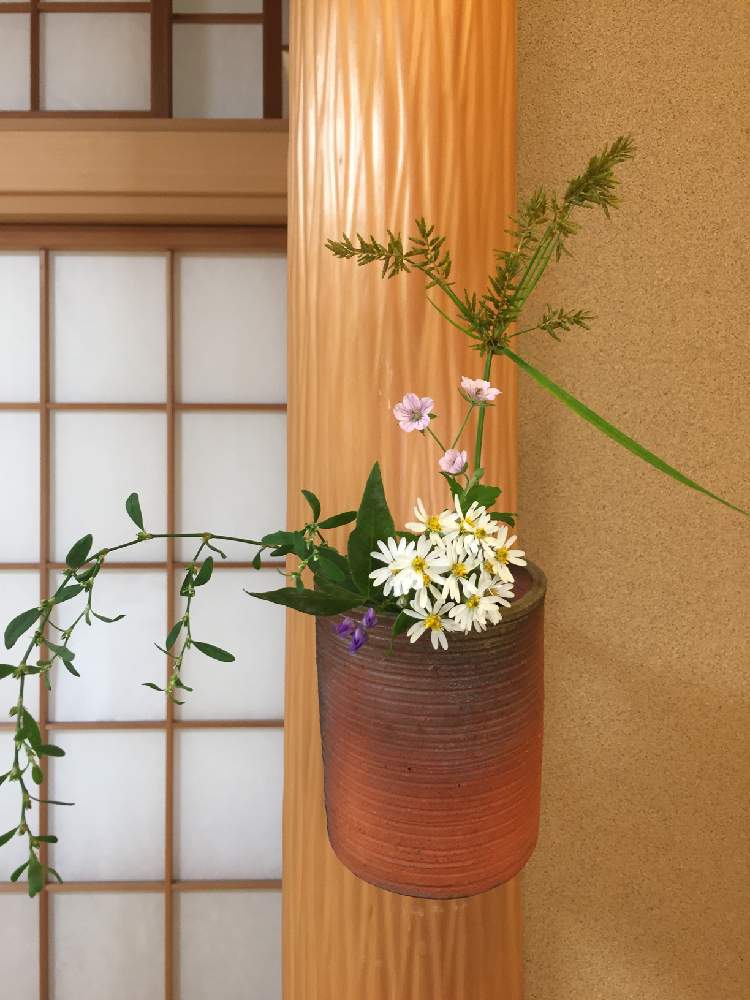 カヤツリグサの投稿画像 By サリーさん ゲンノショウコとナンテンハギとヤマシロギクと茶花 月10月4日 Greensnap グリーンスナップ