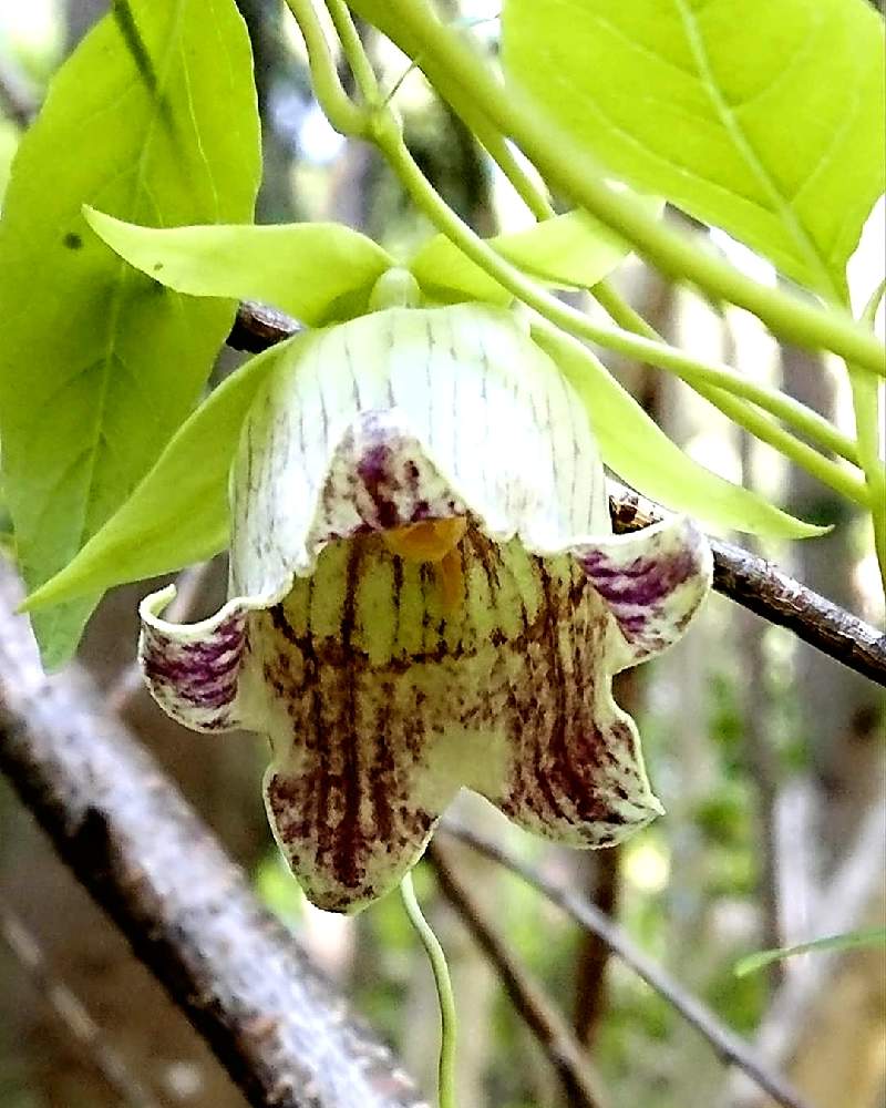 ツルニンジンの投稿画像 By 醜男さん 蔓人参とジイソブと爺蕎と雑草と山野草と野草とスマホ撮影と雑草と山野草と野草とスマホ撮影 月10月4日 Greensnap グリーンスナップ Greensnap グリーンスナップ