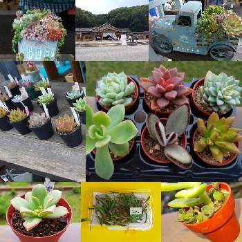 蚤の市の投稿画像一覧 Greensnap グリーンスナップ