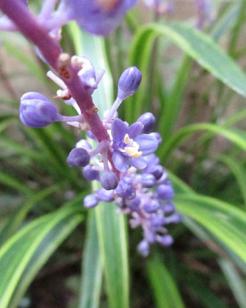 ヤブランの投稿画像 By にかにかさん 休日といい天気 月10月4日 Greensnap グリーンスナップ