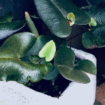 ハートファーンの投稿画像一覧 Greensnap グリーンスナップ
