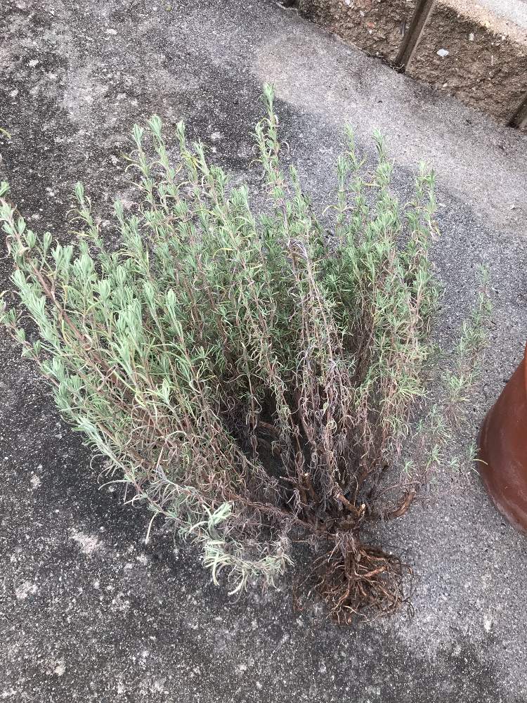 フレンチラベンダーの投稿画像 By ゆ みさん スマホ撮影ともじゃもじゃとおうち園芸とラベンダー と小さな庭 と多年草と相談といい香りと花のある暮らしとどんどん増える 月10月4日 Greensnap グリーンスナップ