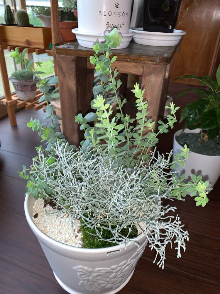 苔 コケ の投稿画像 By ちきさん ロータス ブリムストーンとオレガノロタンダフォーリアとカロケファルス プラチーナと観葉植物とお買い物と寄せ植えと植え替えとおうち園芸と観葉植物とお買い物と寄せ植えと植え替えとおうち園芸 月10月4日 Greensnap