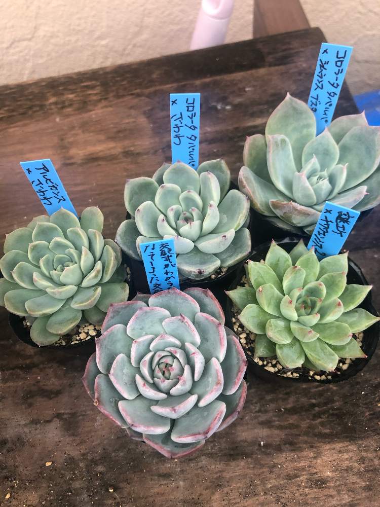 あいふぉん撮影の投稿画像 By まめ デニズさん おらいさんの苗と北国の多肉植物と多肉女子と青札とガーデンプランツ工藤と こまち多肉部 月10月4日 Greensnap グリーンスナップ