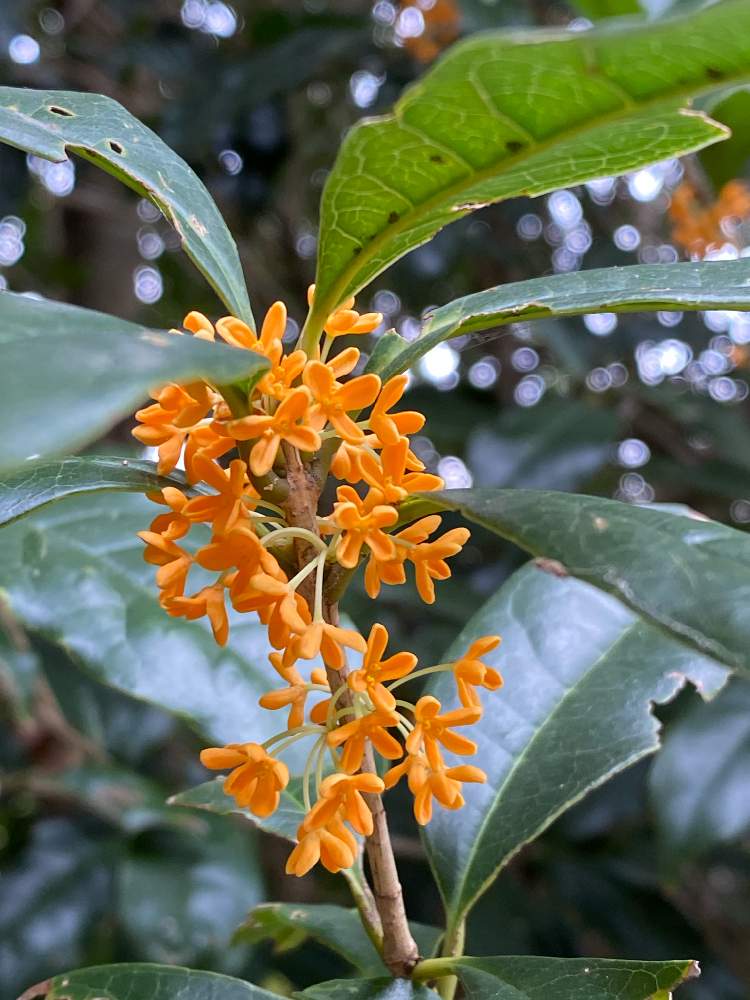 キンモクセイ 金木犀 の投稿画像 By かすみ草の花束さん 月10月4日 Greensnap グリーンスナップ