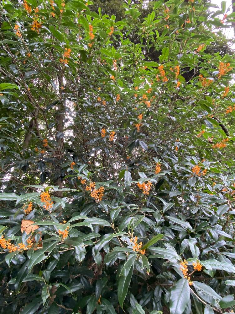 キンモクセイ 金木犀 の投稿画像 By かすみ草の花束さん 月10月4日 Greensnap グリーンスナップ