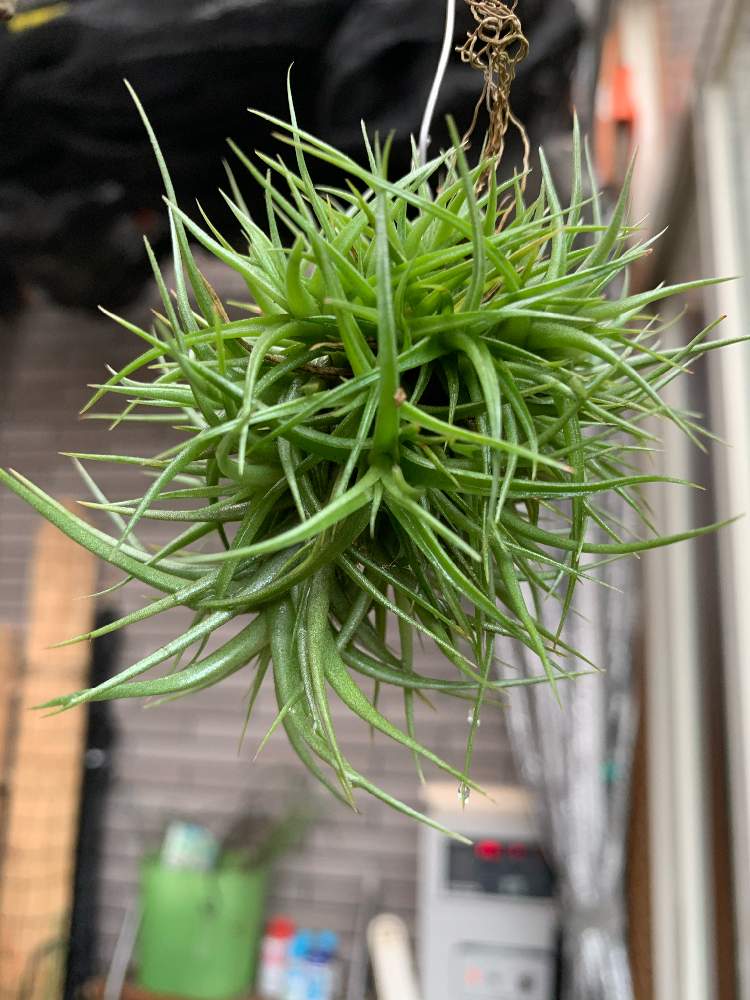 チランジア アエラントス ミニアータ の投稿画像 By まーさはるさん 棚とエアプランツ チランジアと我が家のチランジアと植物のある暮らしと今日の チランジアとおうち園芸と植中毒とチランジア属とt アエラントス ミニアータとエアープランツ チランジアとエアプランツ