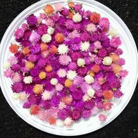 千日紅,千日紅,千日紅いろいろ♪,センニチコウ♪,自分らしくねの画像