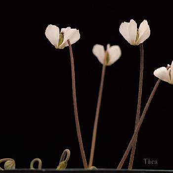 Cyclamenの画像 by タカさん | Cyclamen intaminatumとSIGMA dp3mとCyclamenとそれでも花は咲くとインタミナタムと原種    シクラメンとFoveonと小さな花