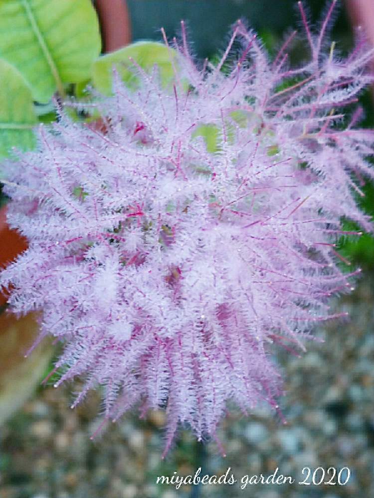 スモークツリーの投稿画像 by みやさん|広い庭と秋の花とおうち園芸と秋の花とおうち園芸 (2020月10月4日)|????GreenSnap(グリーンスナップ)|????GreenSnap(グリーンスナップ) スモークツリーの投稿画像 by みやさん|広い庭と秋の花とおうち園芸と秋の花とおうち園芸 (2020月10月4日)|????GreenSnap(グリーンスナップ)|????GreenSnap(グリーンスナップ)
